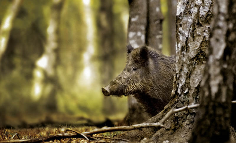 foto wild boar-1_72