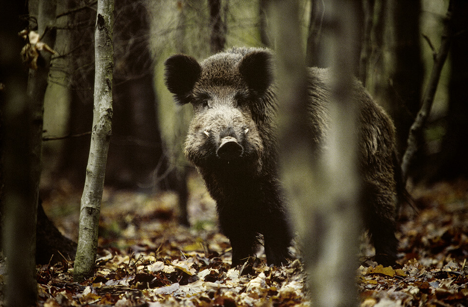 foto wild boar-3_72