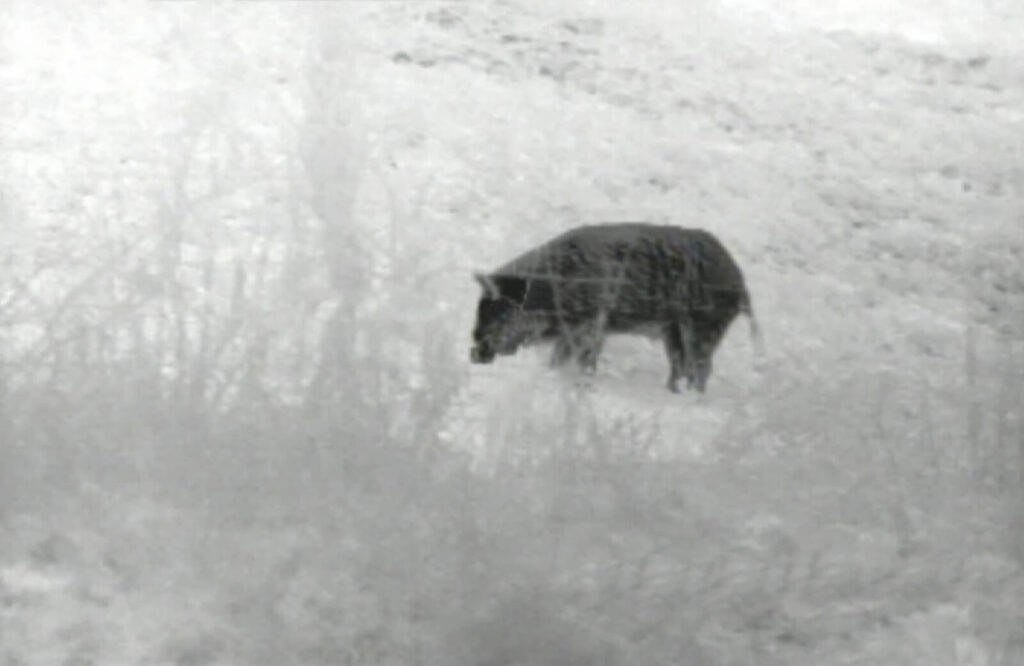 un cinghiale fotografato attraverso un monoculare Armasight Prometheus 3-12x50