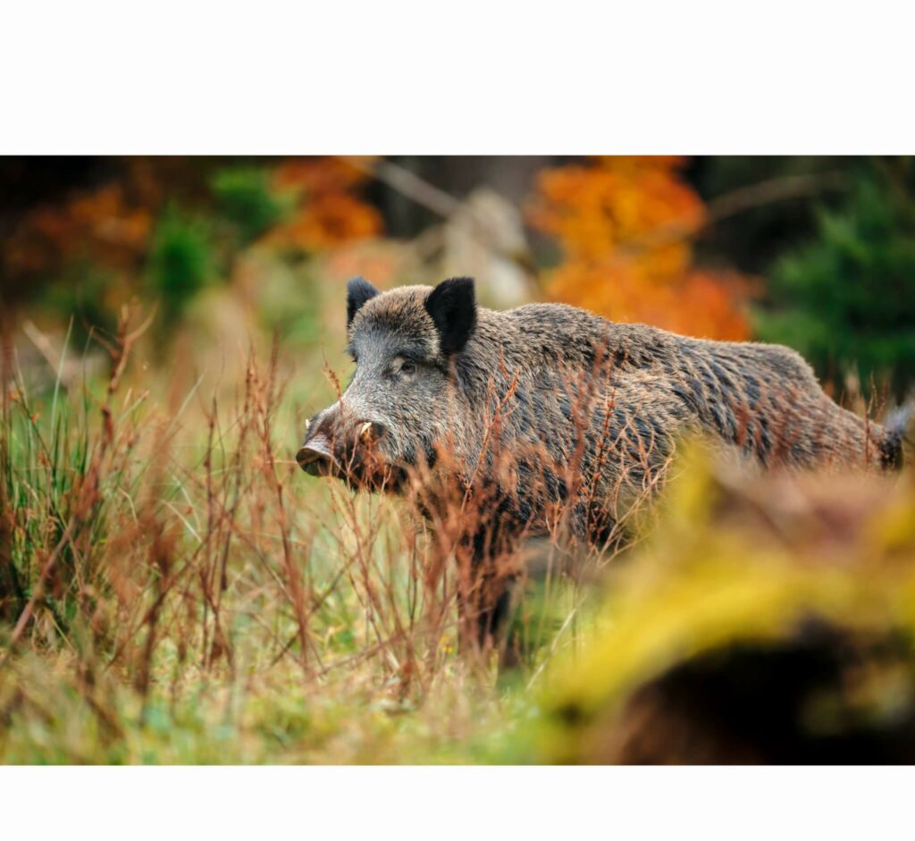 Cinghiale, foto di archivio Leica Sport Optics